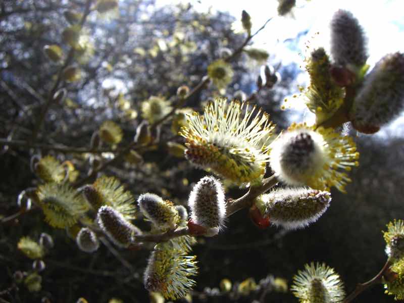 Weidenkätzchen