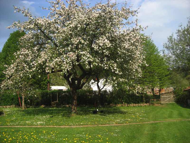 Apfelblüte im Garten