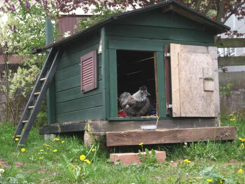 Hühnerhaus im Garten