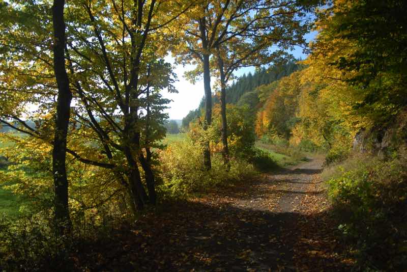 Herbstwald im Nuhnetal