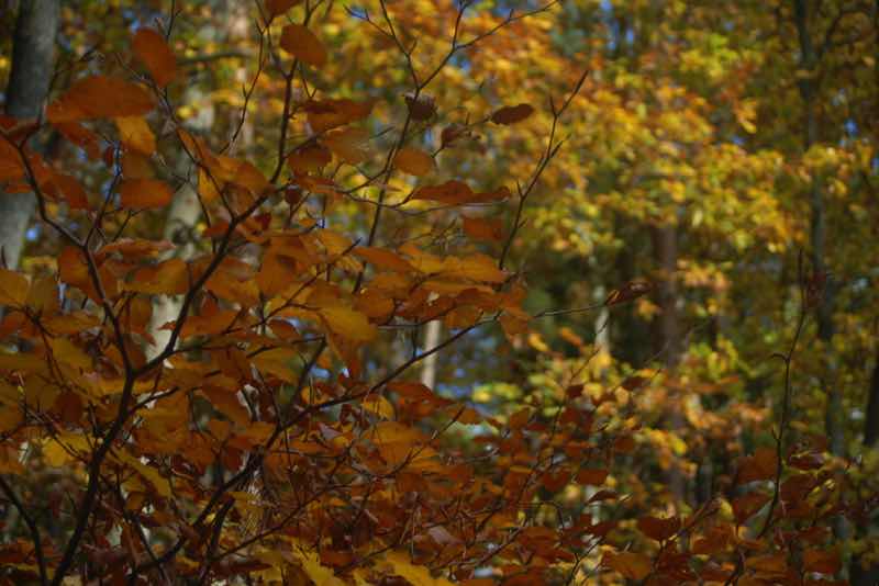 Bunter Herbstwald