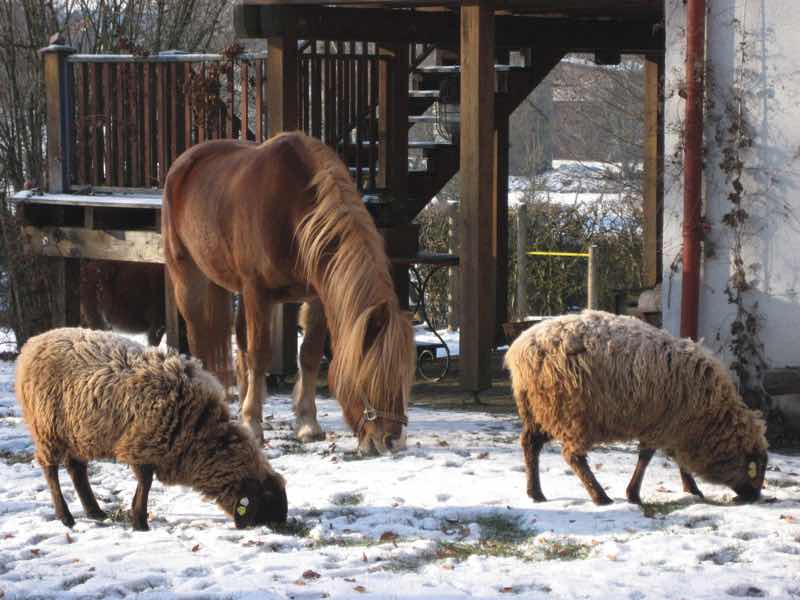 Unsere Tiere im winterlichen Garten